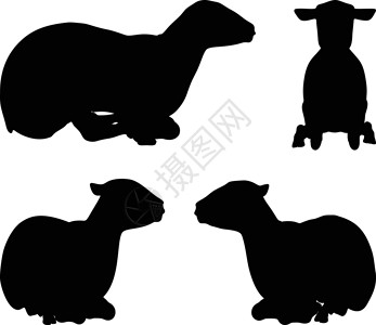 家养动物披着姿势的绵羊背影插图阴影剪贴绘画背光害群冒充白色黑色宠物设计图片