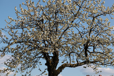 樱桃树生态季节性生物农业分支机构季节白色果园太阳树木背景图片