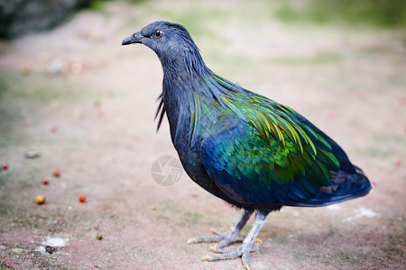 尼可巴鸽羽毛黑色动物群荒野动物热带蓝色栖息公园野生动物背景图片