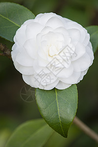 白卡美利亚花朵全盛开绿色季节花园白色植物宏观背景图片