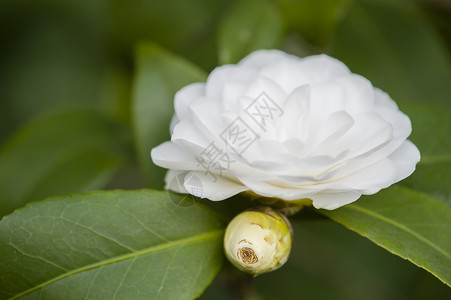 白卡美利亚花朵全盛开花园植物季节宏观绿色白色背景图片