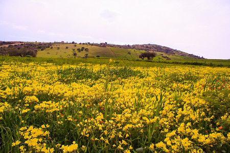 西西里农村农场绿色场地花朵乡村生物橄榄树木农业土壤高清图片