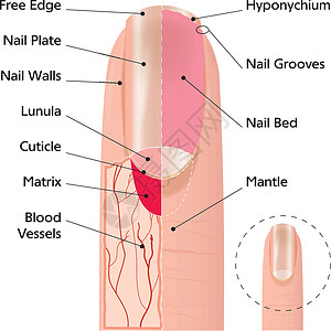 指甲月牙表皮生长高清图片