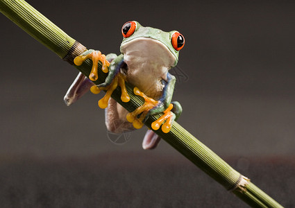 小青蛙避雨红色的好奇的动物高清图片