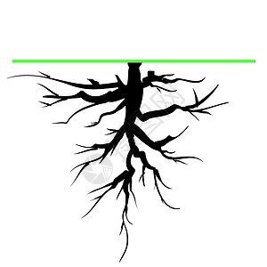 老树根局部树根网络生态活力电路树干横幅花园技术墨水插图插画