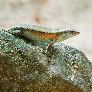 Skink 键背景图片