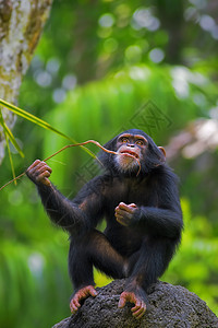 普通黑猩猩野生动物灵长类生物丛林动物婴儿雨林孩子猿猴濒危背景图片