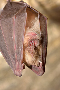蝙蝠耳朵水果地下高清图片