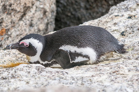 非洲企鹅粉色黑色自然保护区灰色梭鱼动物多云深鱼白色巨石背景图片