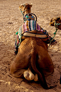 骆驼黄色沙丘粉色绿色紫色棕色黑色毯子沙漠灰色背景图片