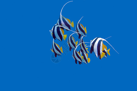 热带海洋 水下和水下浅海大旗鱼的水域潜水情调蓝色海景阳光荒野学校动物异国浅滩背景图片