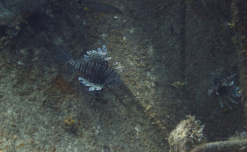彼得鲁瓦伏地人水族馆潜水旅行动物珊瑚毒液岩石潜水员生活翼龙背景图片