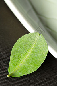 小叶叶叶子芳香疗法治疗绿色温泉植物场景树叶棕色背景图片
