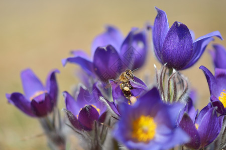 普尔萨西利亚荒野叶子草本植物专利权雌蕊野花植物群植物宏观紫色背景