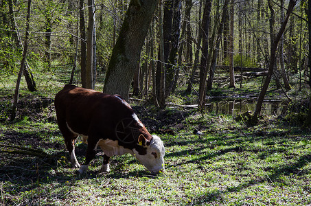 福牛闹春春时放牧牛群背景