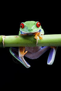 以多彩背景为背景的异种青蛙红色异国树蛙丛林叶子水仙花宏观热带动物好奇心背景图片