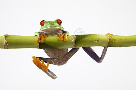 远东树蛙红色的小青蛙高清图片
