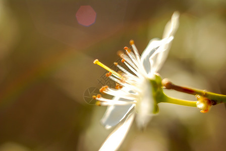 美丽的微妙颜色 花纹 宏观植物学花粉雌蕊背景植物群太阳植物花瓣中心香气背景图片