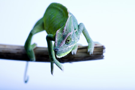 绿色变色素 明亮生动的异国气候情调绿色动物蜥蜴脾气白色变色龙婴儿宠物爬虫背景图片