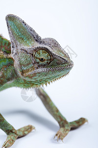 变色素 明亮生动的异国气候眼睛动物白色变色龙绿色蜥蜴女性婴儿宠物爬虫背景图片