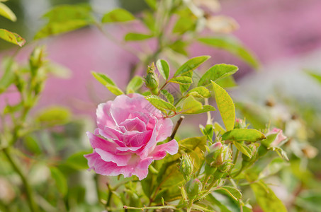 粉红玫瑰花叶子植物群花园园艺花瓣绿色树叶玫瑰粉色植物背景图片