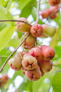 玫瑰苹果食物生产水果叶子花园绿色团体红色背景图片