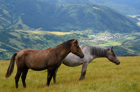 山上两匹马背景图片