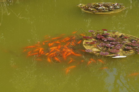 水库中的小鱼睡莲金子公园背景图片