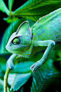 绿色动物 变色龙 明亮生动的异国气候宠物婴儿爬虫眼睛脾气情调白色女性蜥蜴背景图片