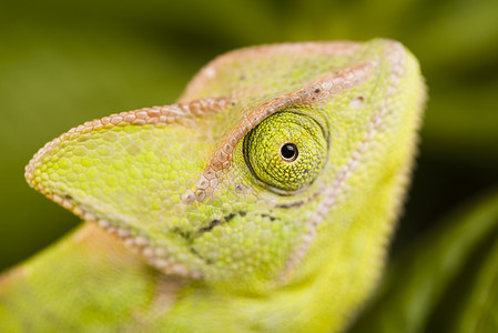 绿色动物 变色龙 明亮生动的异国气候婴儿眼睛女性白色蜥蜴爬虫脾气宠物情调背景图片