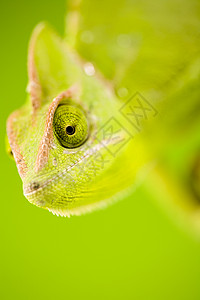 变色素 明亮生动的异国气候蜥蜴动物眼睛变色龙脾气宠物爬虫白色绿色女性背景图片