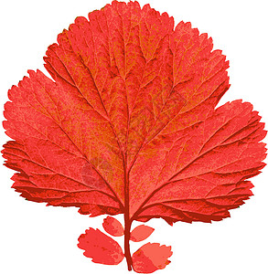 白背景的秋叶 矢量图解季节活力森林棕色叶子植物学植物群树木植物生长背景图片