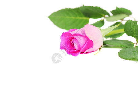 粉红玫瑰 白上孤立美丽展示红色叶子植物装饰玫瑰粉色风格花瓣背景图片