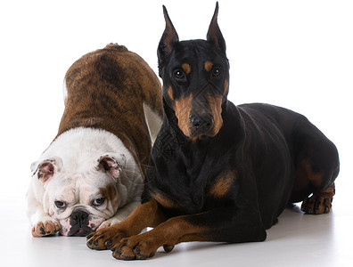 2只2只狗黑色肌肉裁剪生长白色团体宠物反射鞠躬短毛高清图片