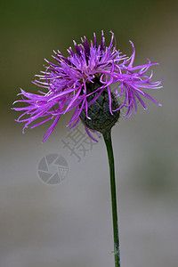 紫外花复合紫罗兰花灰色雌蕊花粉紫色白色花瓣绿色背景图片