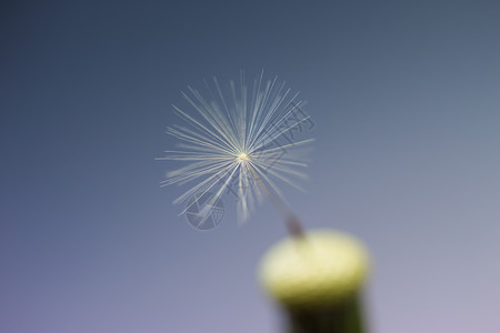 特写上一个 dandelion 种子天空雌蕊柔软度宏观季节植物学植物孤独蓝色背景图片
