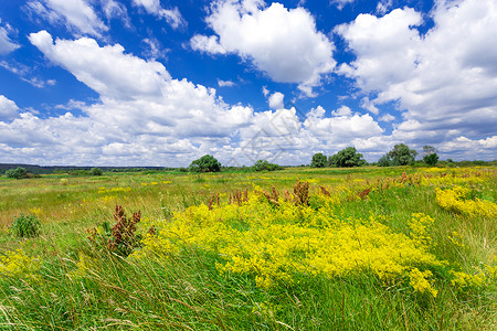 夏季风景草药植物草原绿色场地天空荒野晴天牧场远景高清图片