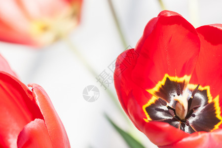 红色郁金花植物宏观黄色花瓣花园郁金香背景图片
