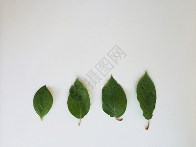 四绿叶绣球花白色树叶背景图片