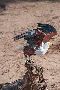鱼鹰飞行乔贝国家公园鹗高清图片