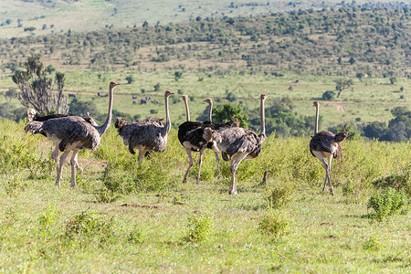 在非洲热带草原上行走的奥斯特里亚人 肯尼亚萨法里背景