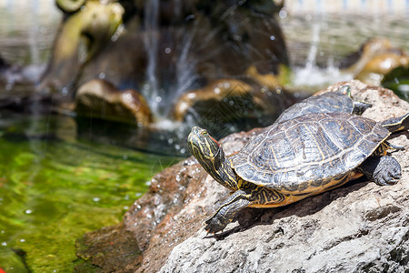 乌龟喷泉慢的甲壳高清图片