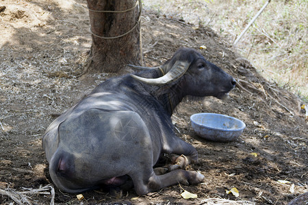 水牛竞赛黑水牛躺在地上 印度果阿动物大车男性公园节日运动国家领导者优胜者速度背景