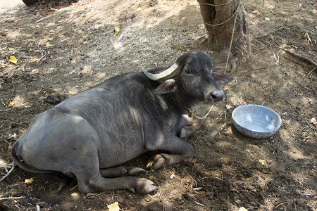 水牛竞赛黑水牛躺在地上 印度果阿速度竞赛喇叭跑步胜利大车领导者农场动物公园背景