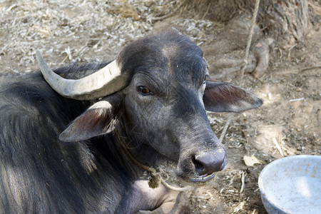 水牛竞赛黑水牛躺在地上 印度果阿男性节日文化胜利旅行国家领导者公园竞赛速度背景