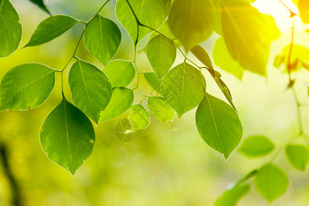 绿叶发光绿色生态晴天植物学树叶叶子阳光花园植物环境背景图片