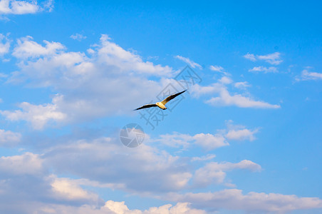 施洗海鸥 在蓝天空中飞翔太阳蓝色空气航班辉光翅膀海鸟天空羽毛翼展背景