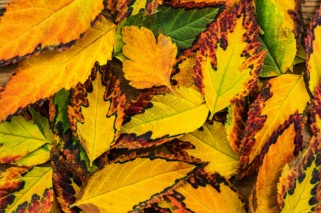 木木背景的美丽秋天成份橙子木头作品桌子蔬菜植物脆弱性花园发芽叶子背景图片