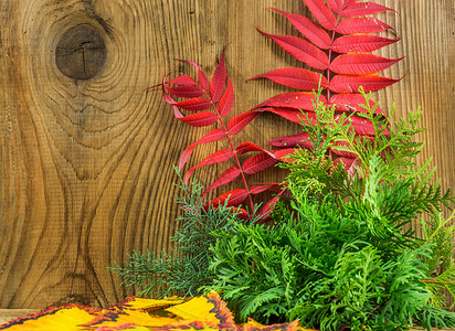 木木背景的美丽秋天成份蔬菜菊花发芽玫瑰装饰风格作品季节桌子脆弱性背景图片