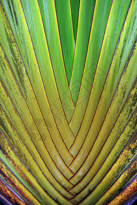 棕榈叶绿色牧草热带植物折叠叶子中风线条背景图片